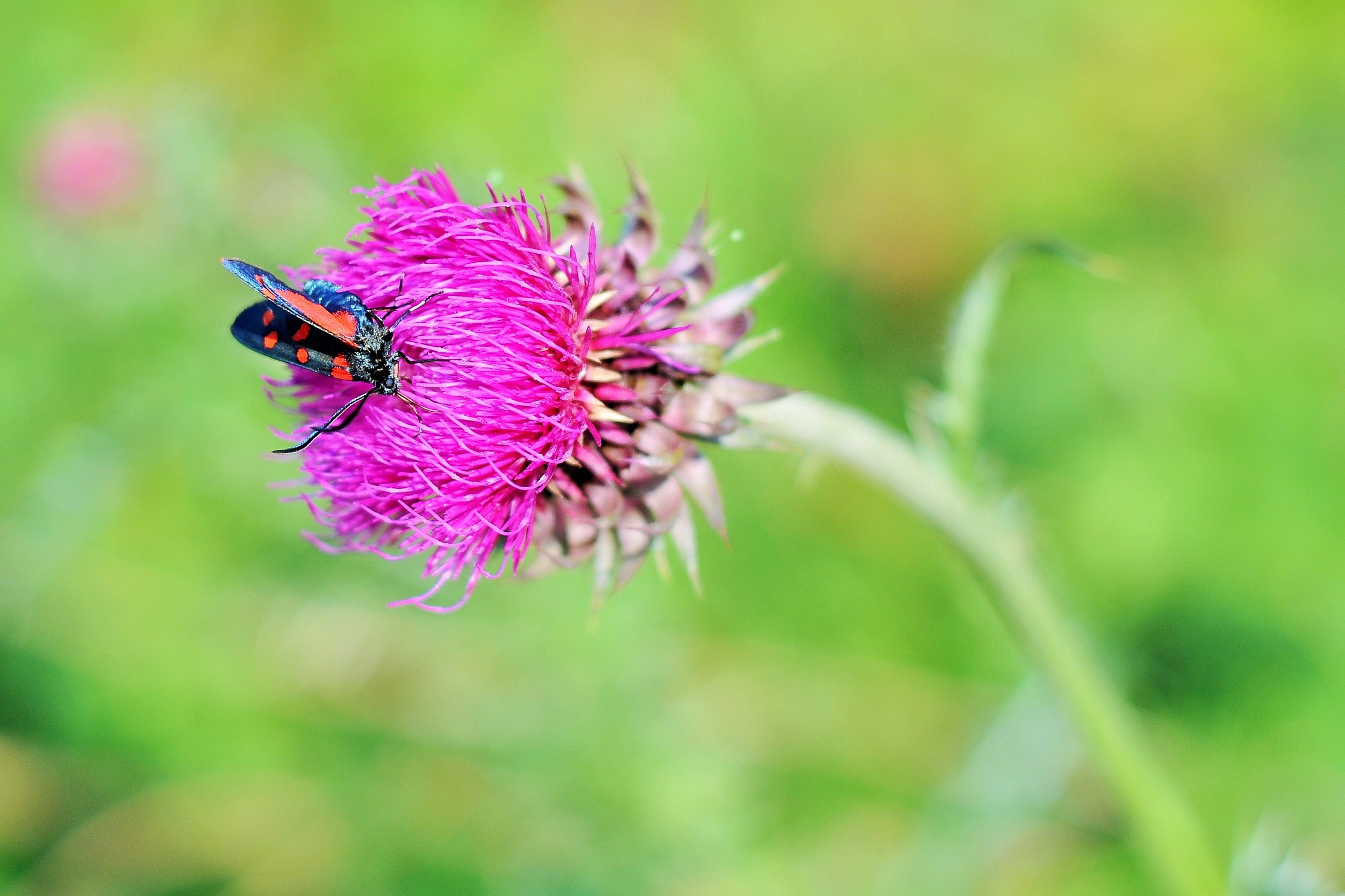 controllo fiscale in fioreria