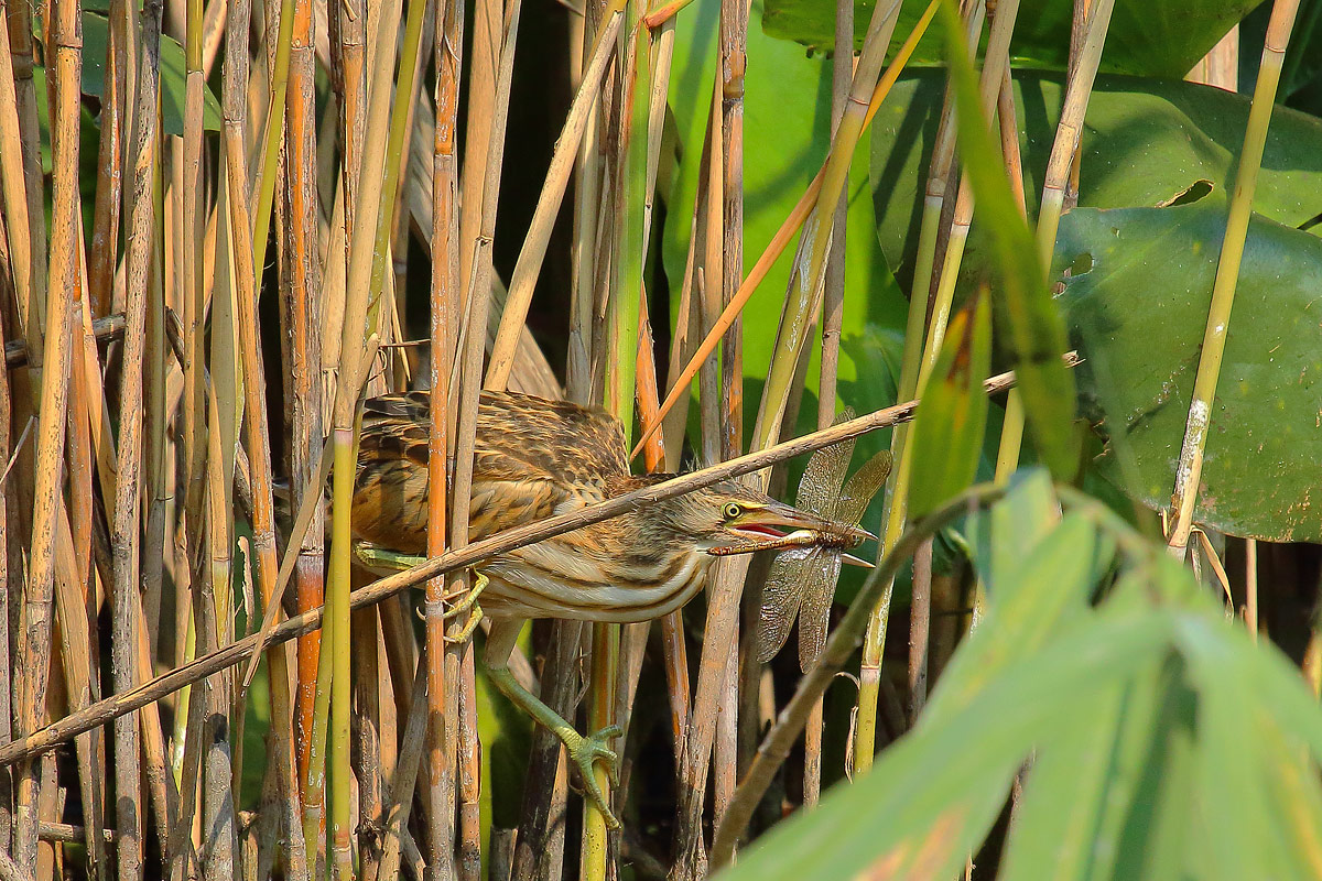 the bittern and the dragonfly