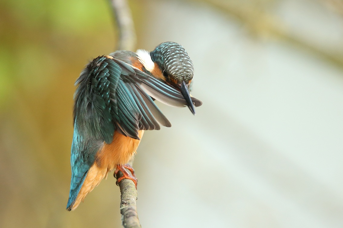 Kingfisher