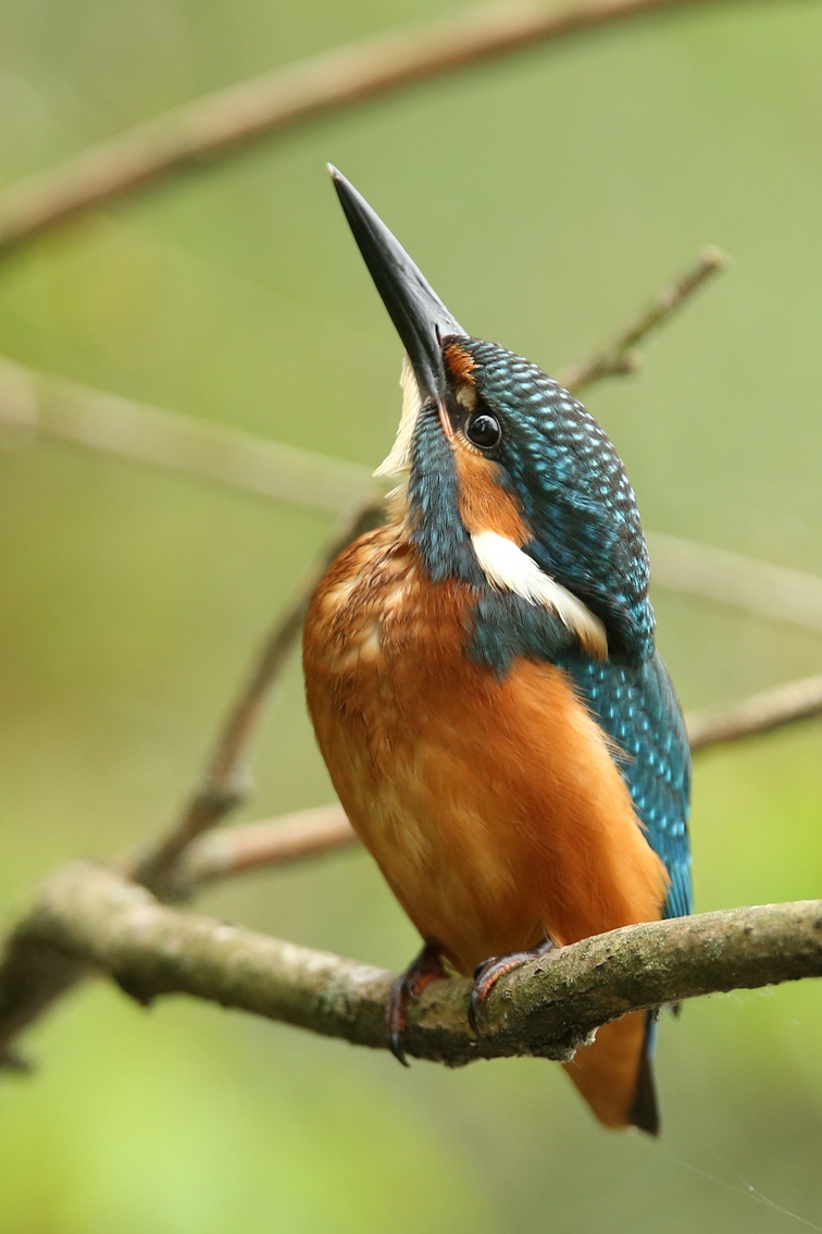 Kingfisher