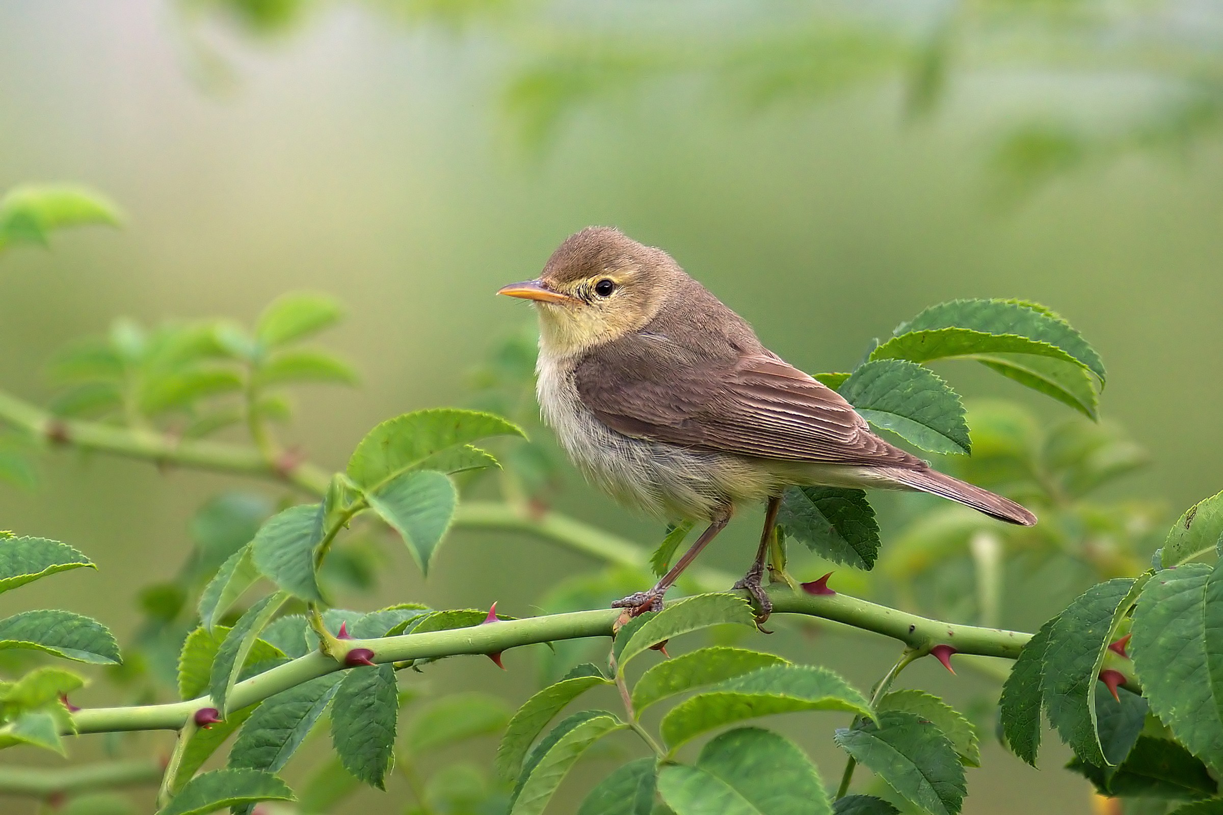 Melodious Warbler