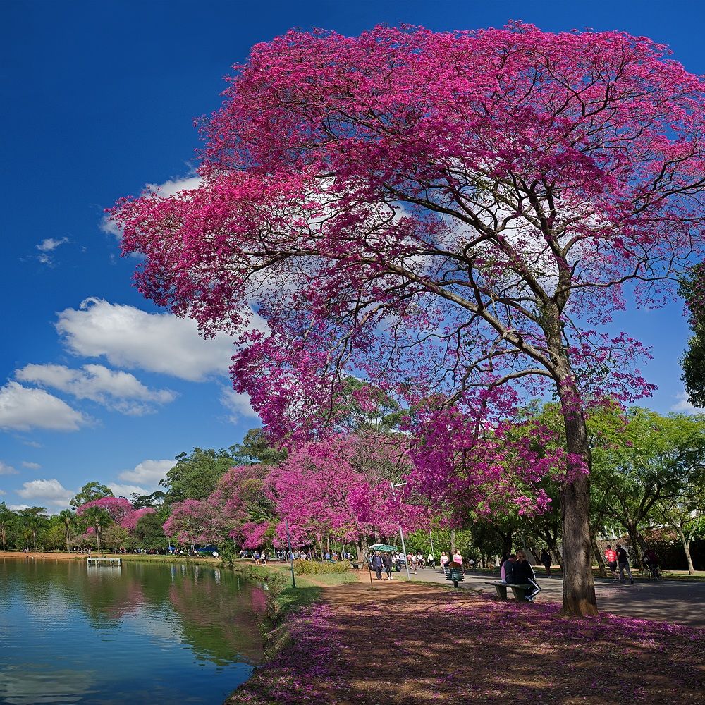Ipe in Ibirapuera Park