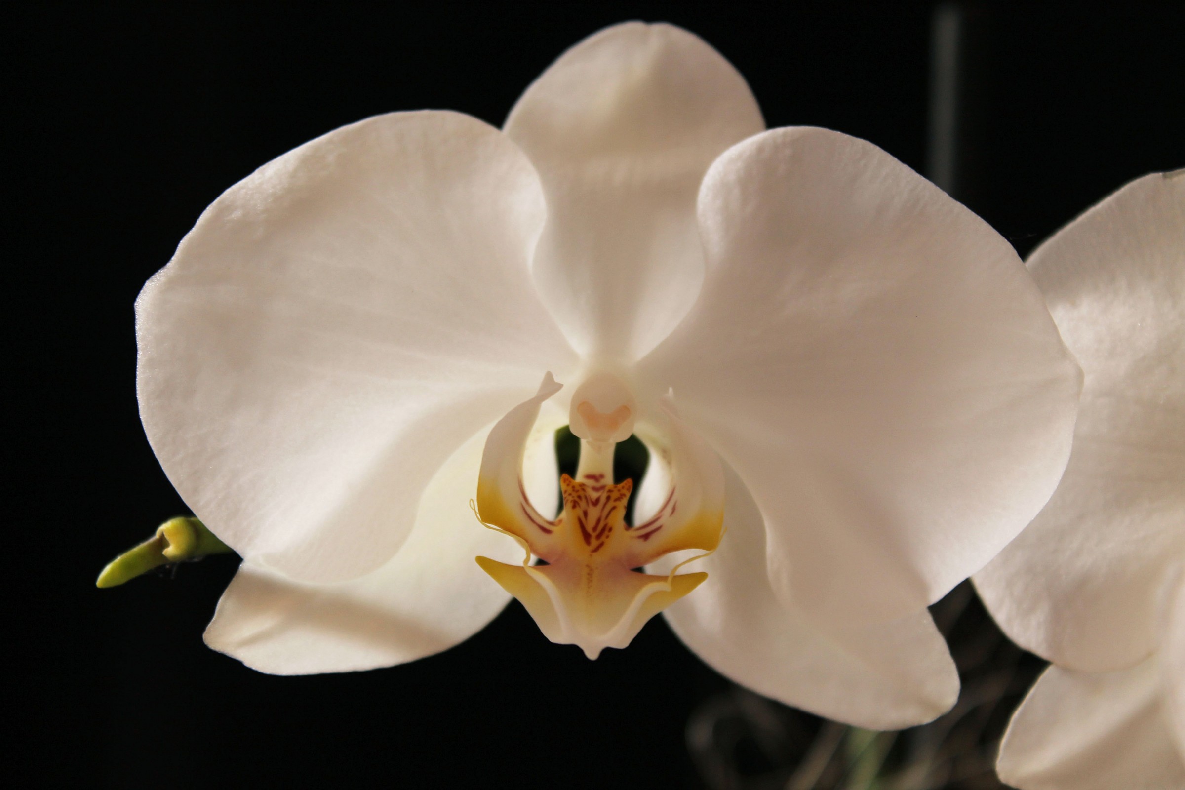 Orchid