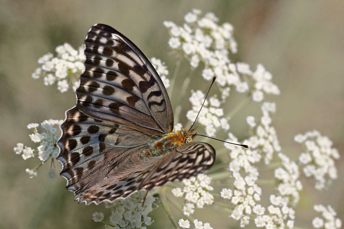 Argynnis paphia F form valesina
