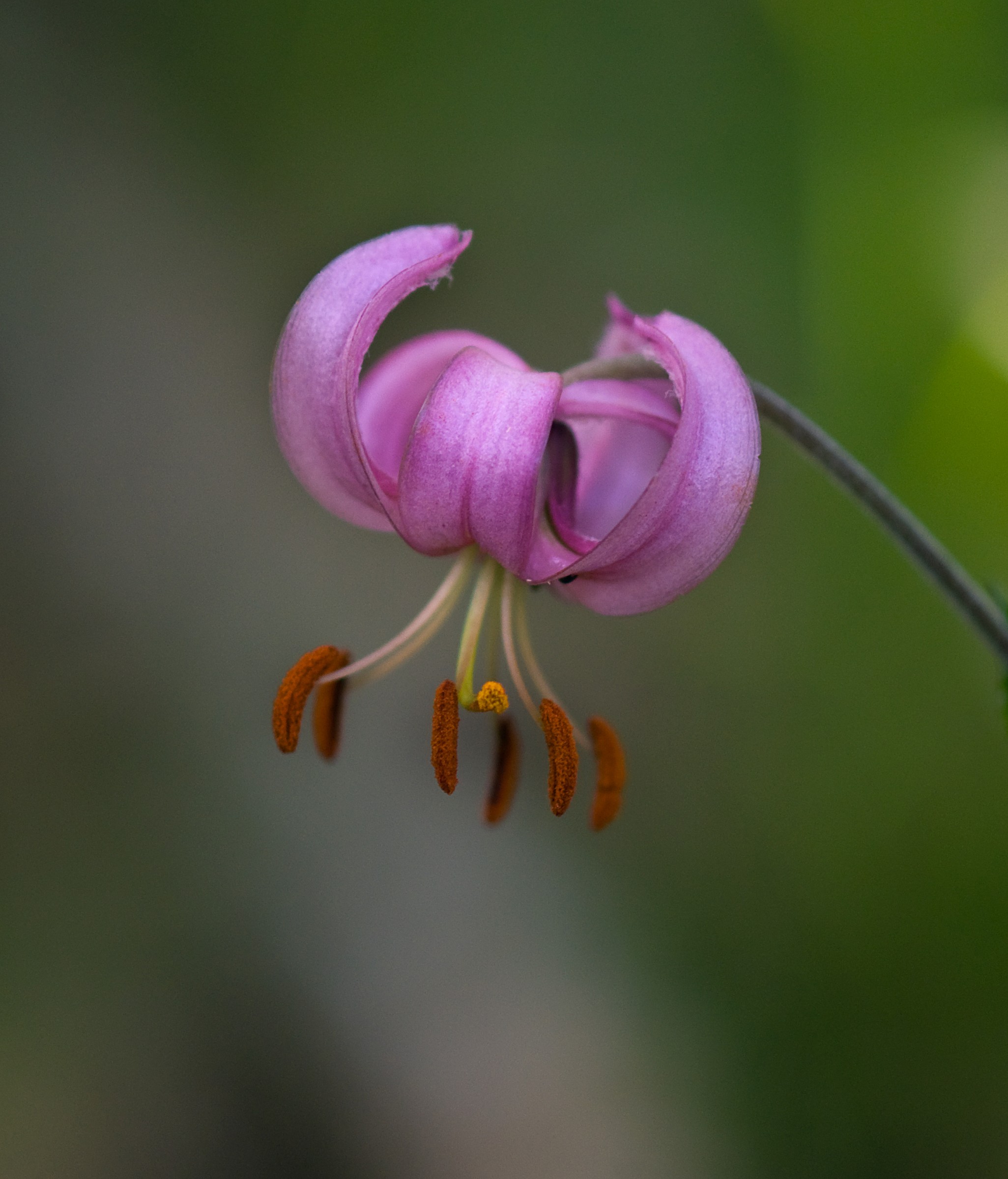 Turk's cap lily (Lilium martagon)