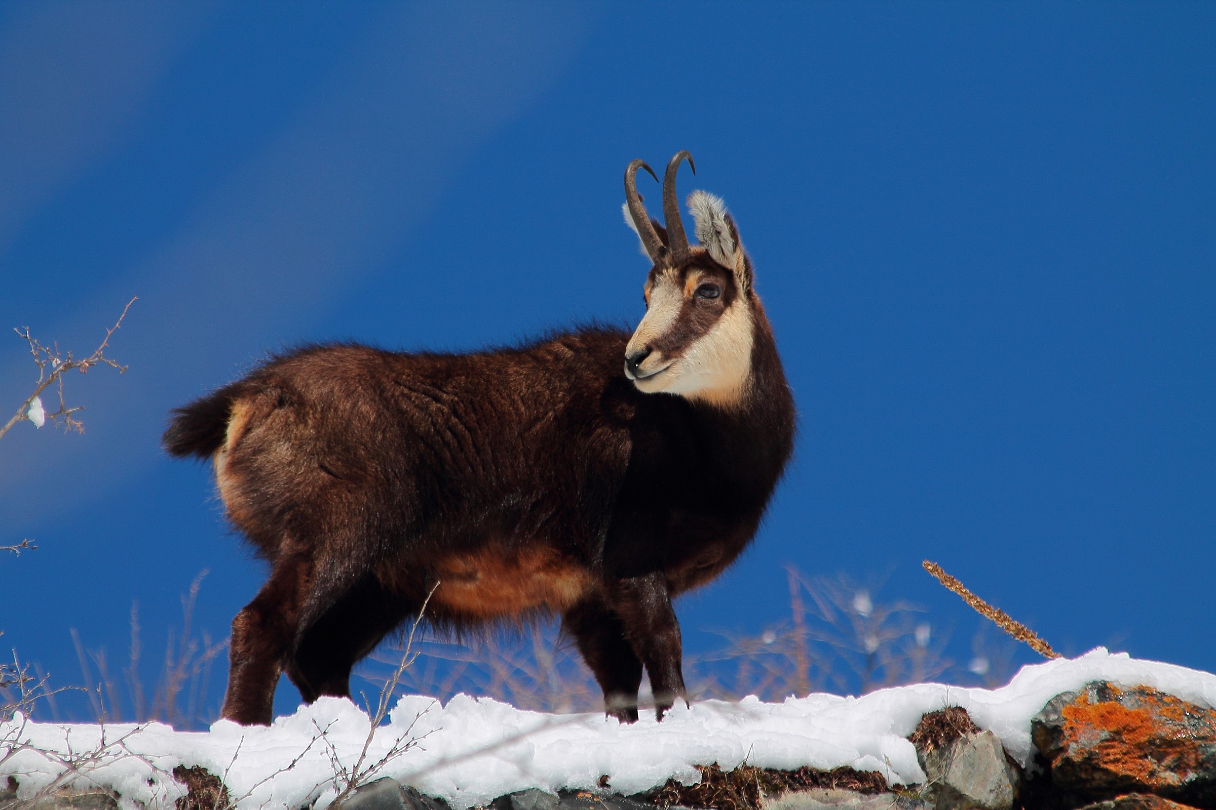 Rupicapra Valsavaranche