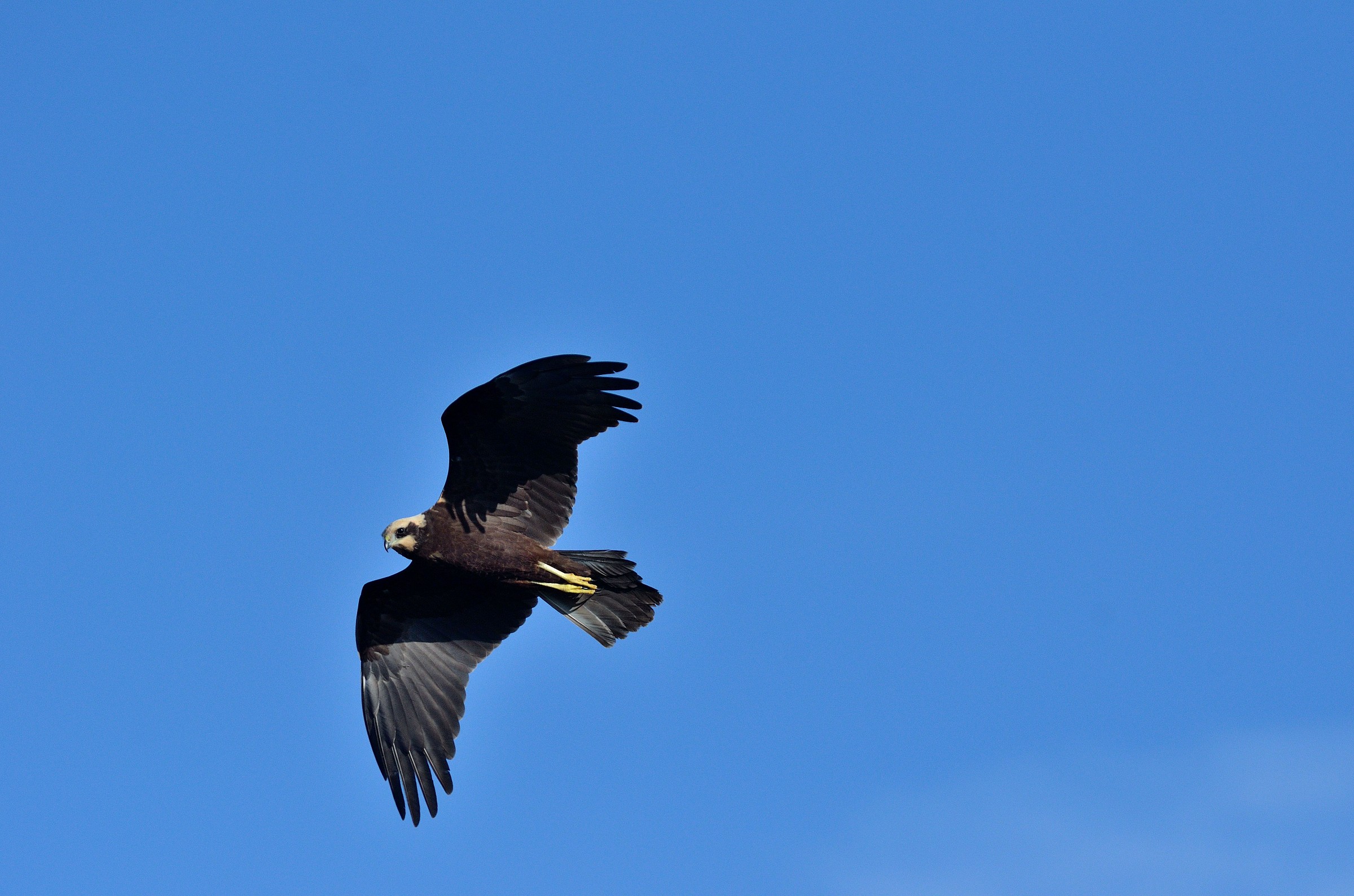 marsh harrier