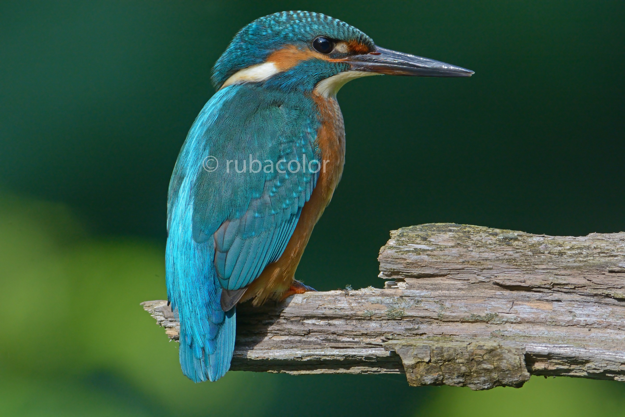 Un martino a Luglio 2014