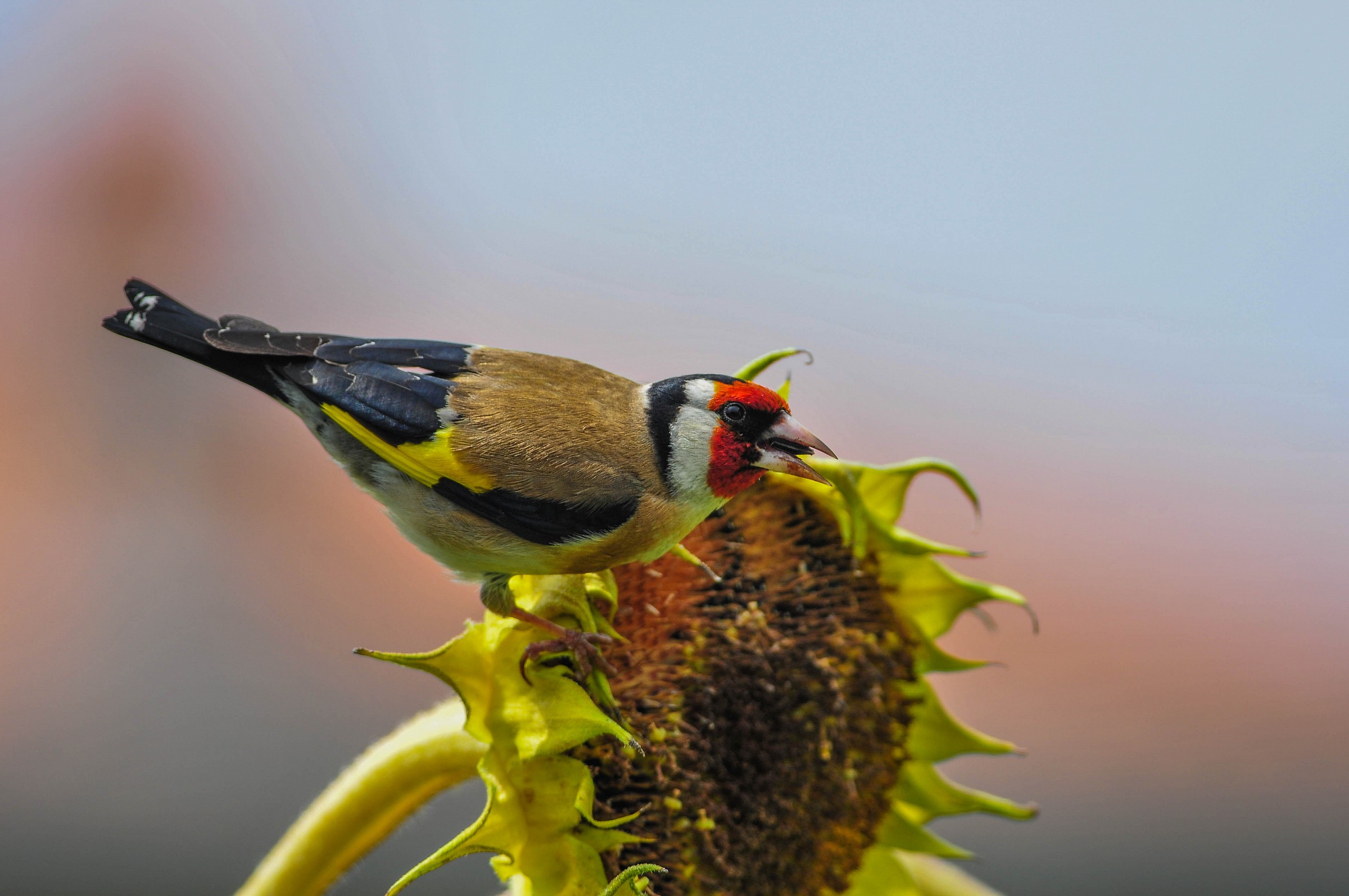 Goldfinch