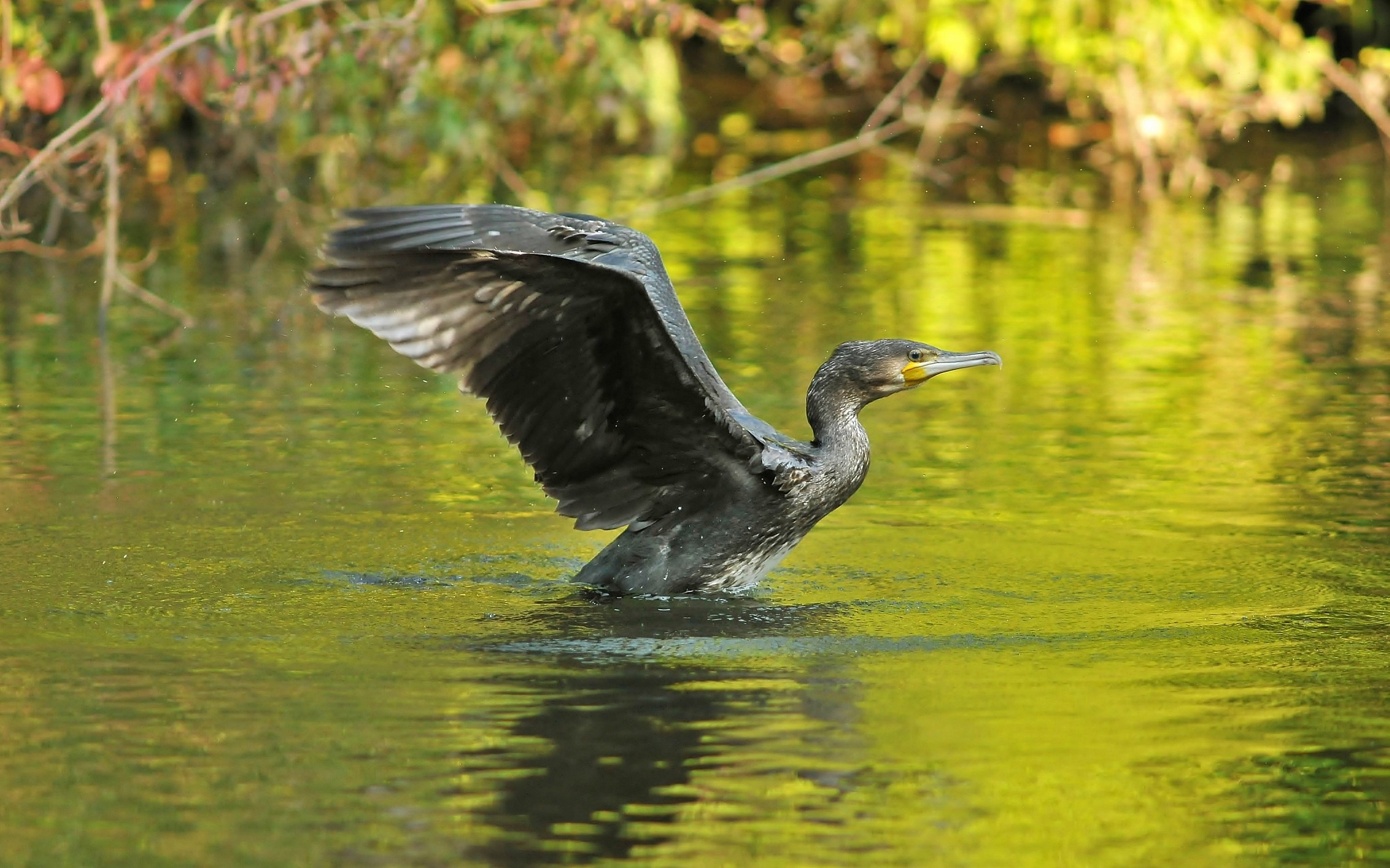 Cormorant in the swamp