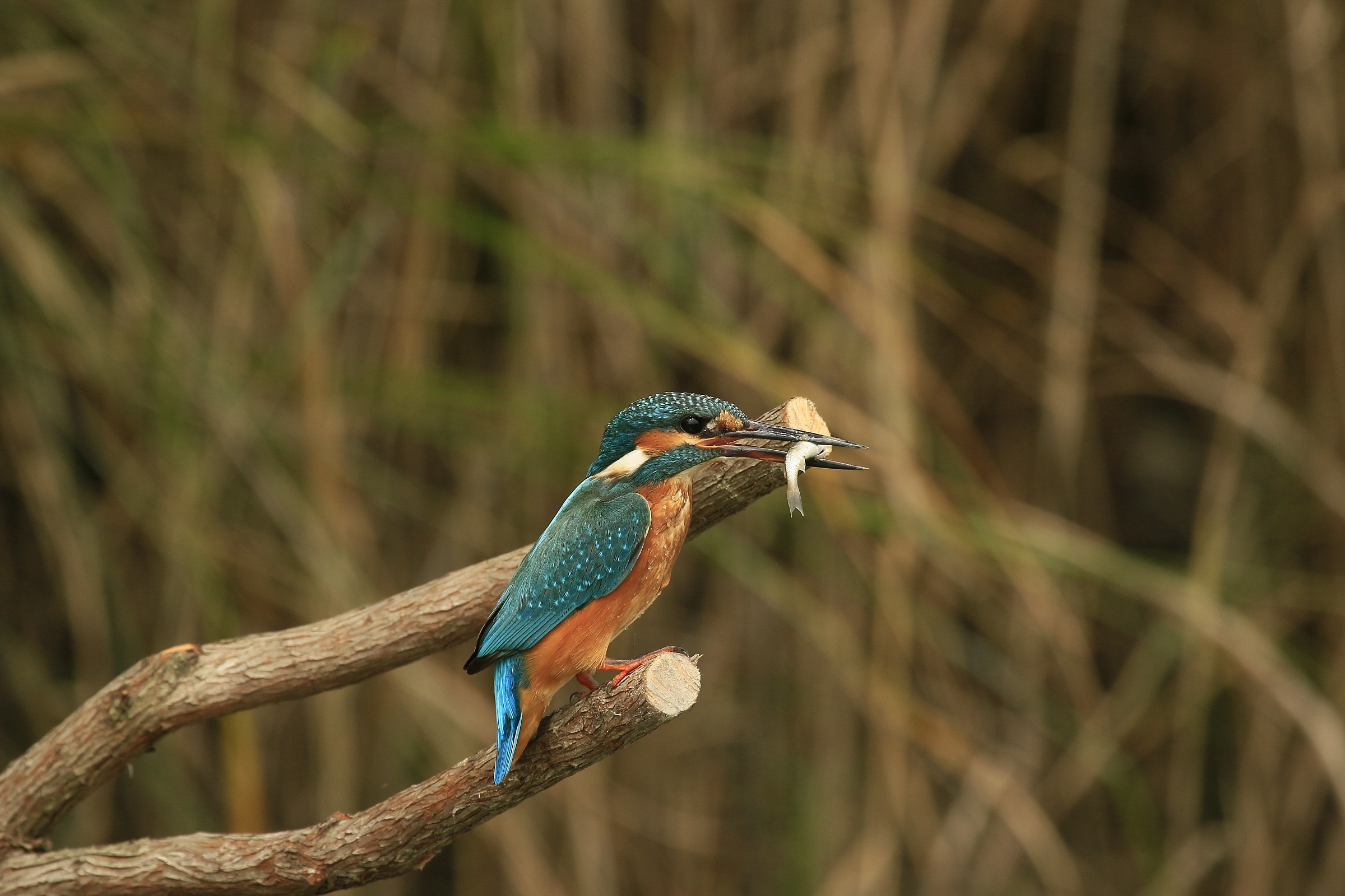 Kingfisher 2014: Prey