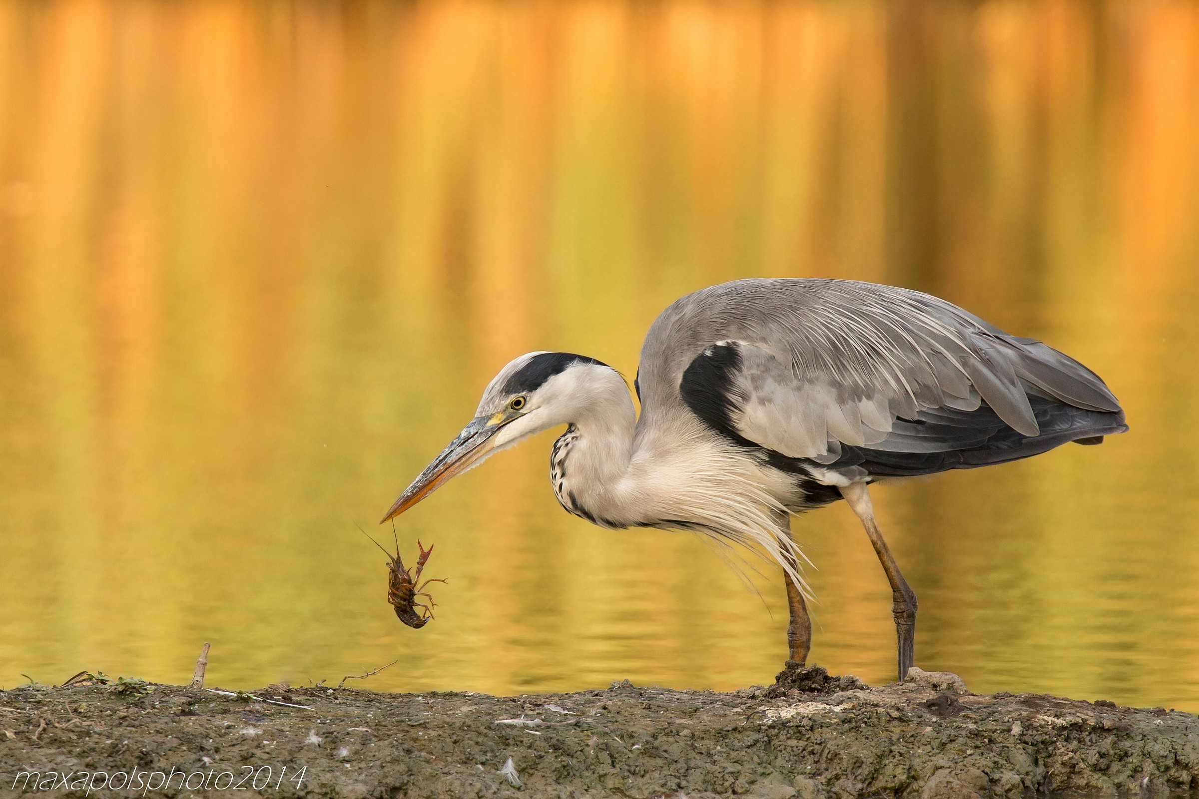 airone cenerino in caccia al tramonto..