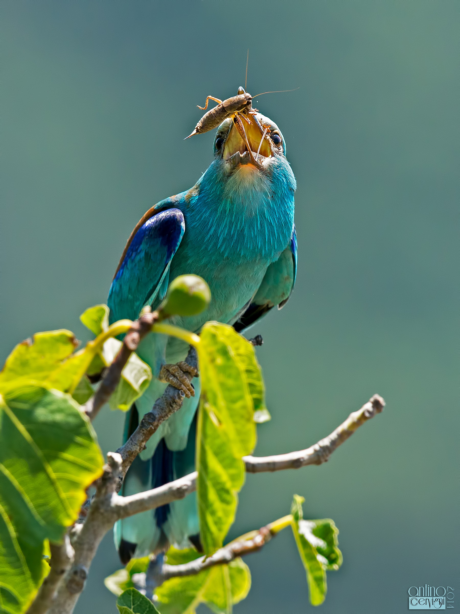 Come un gruccione...