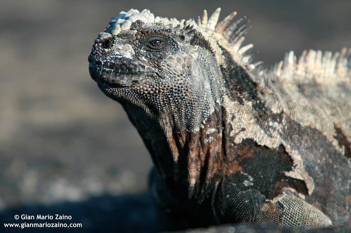 Amblyrhynchus cristatus / Iguana marina