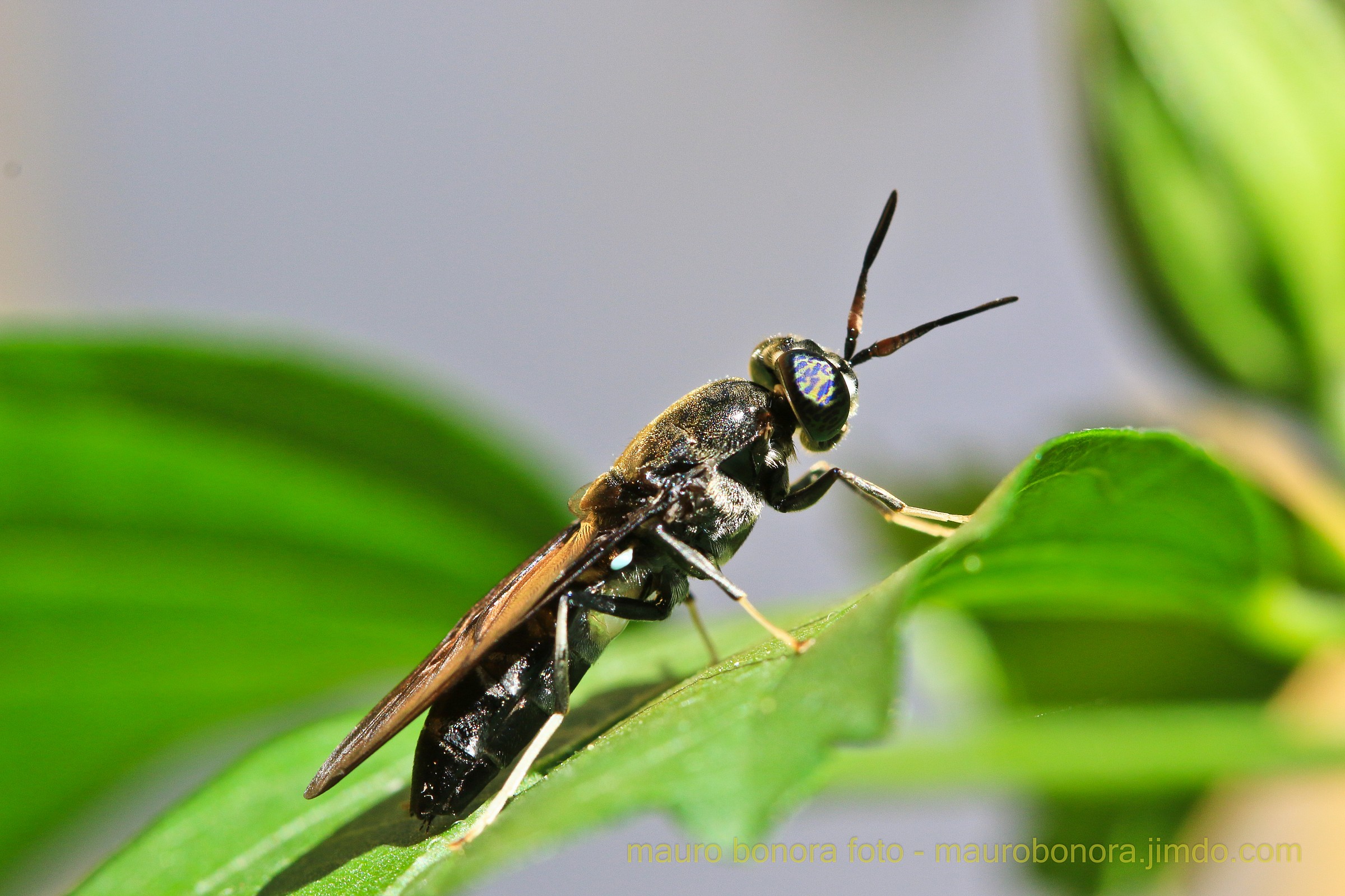 Occhio tigrato...... (insetto)
