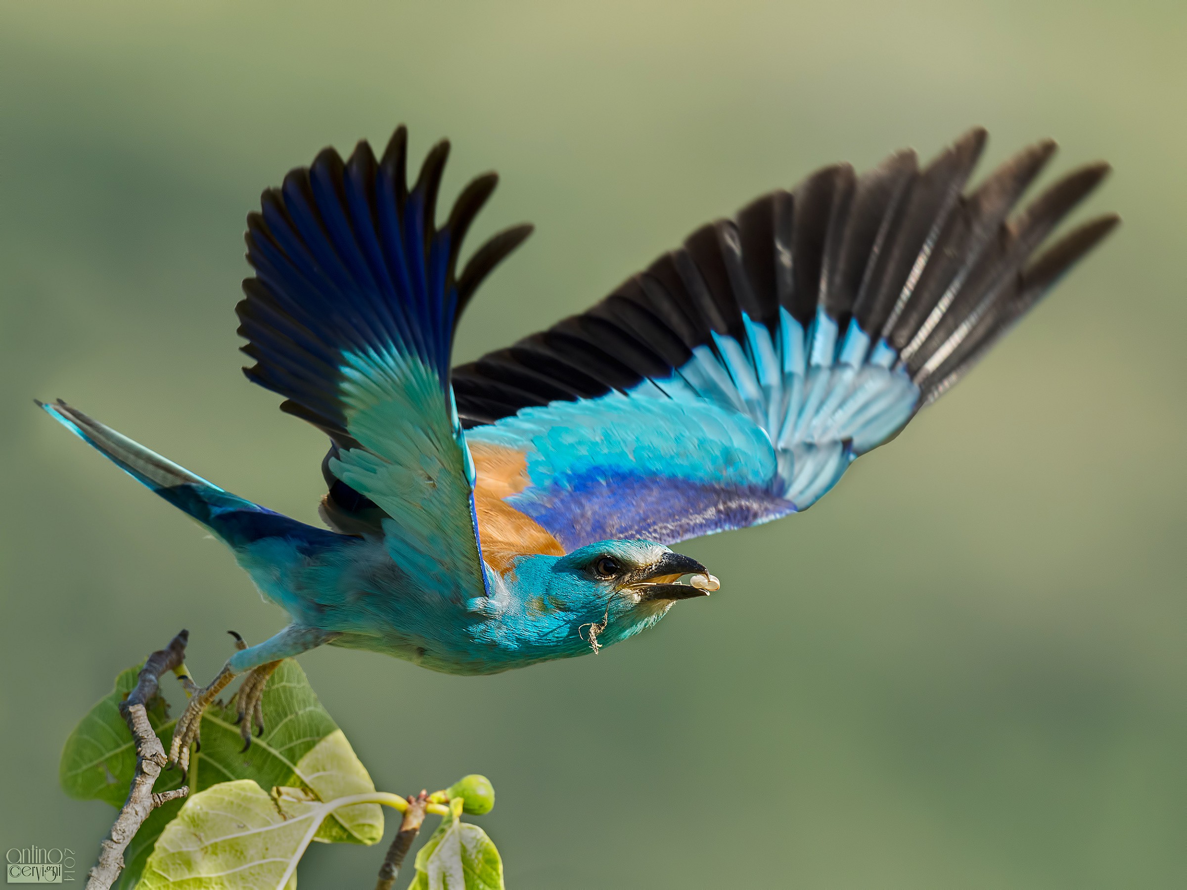 In volo con la lumachina