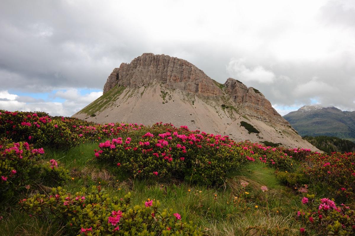 monte castellazzo(passo rolle)