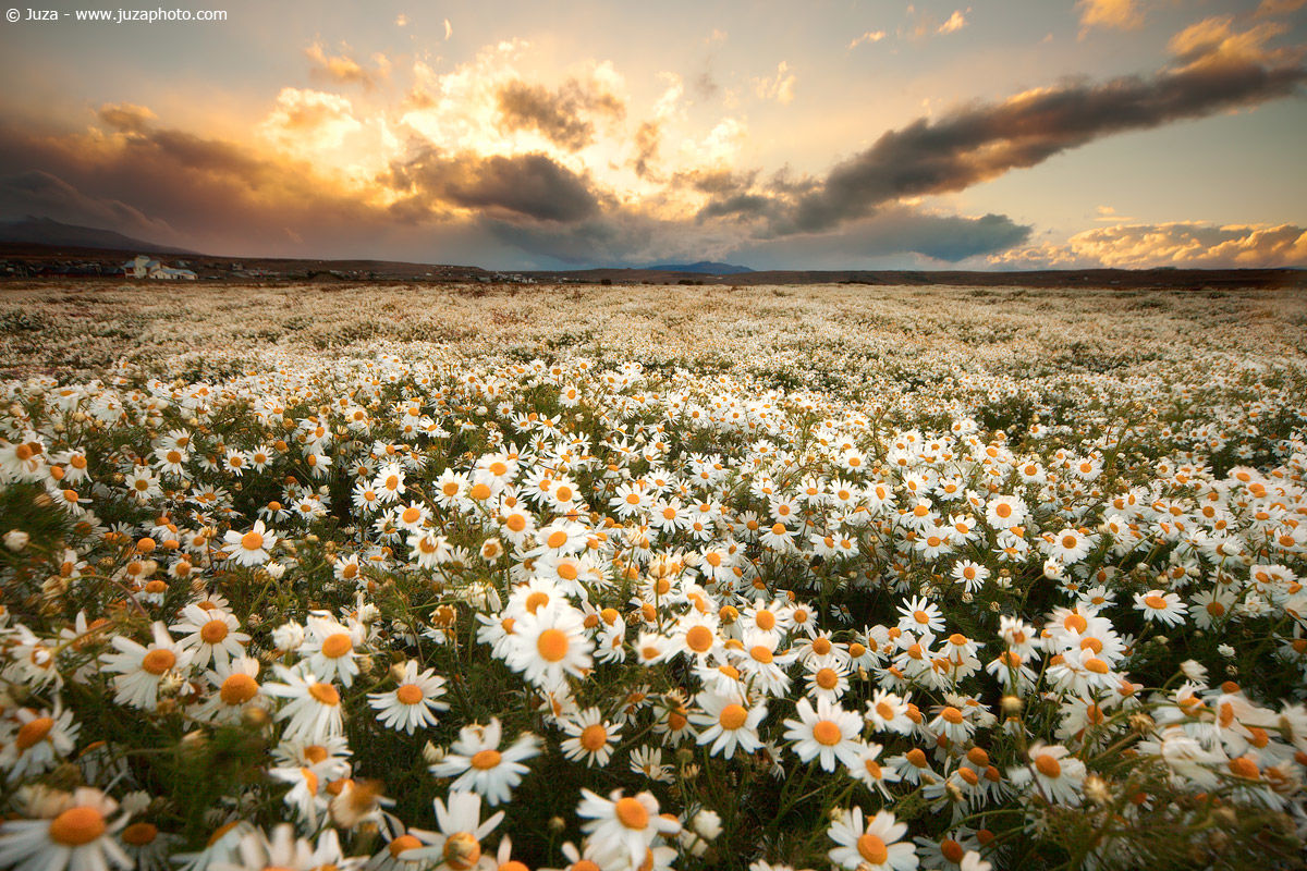 Fields of daisies, 011486