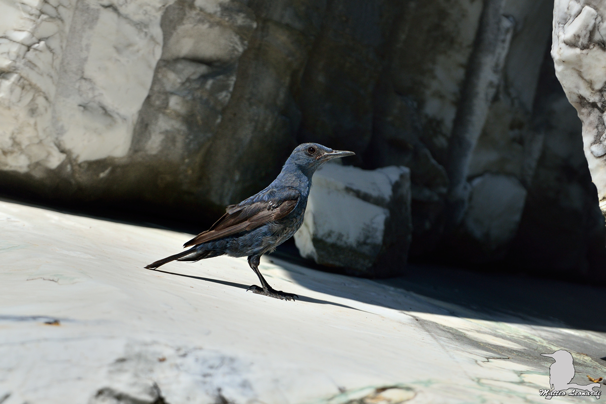 Passero Solitario Maschio - Alpi Apuane