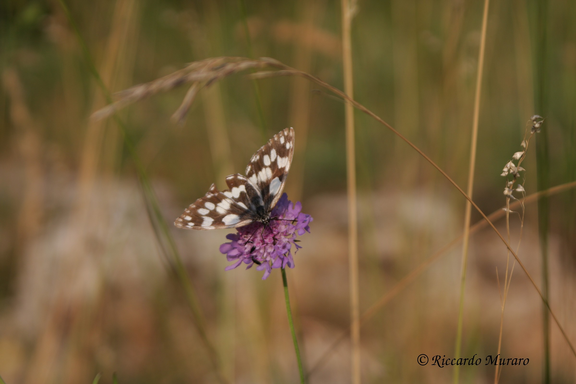 Even an ear sheltering from the scorching sun