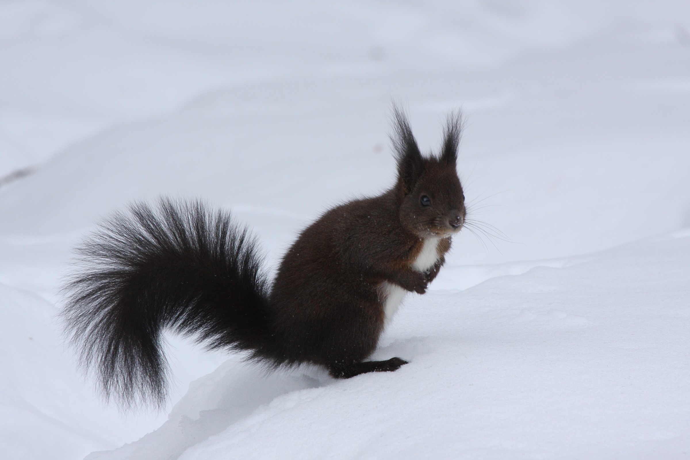 scoiattolo in val Roseg
