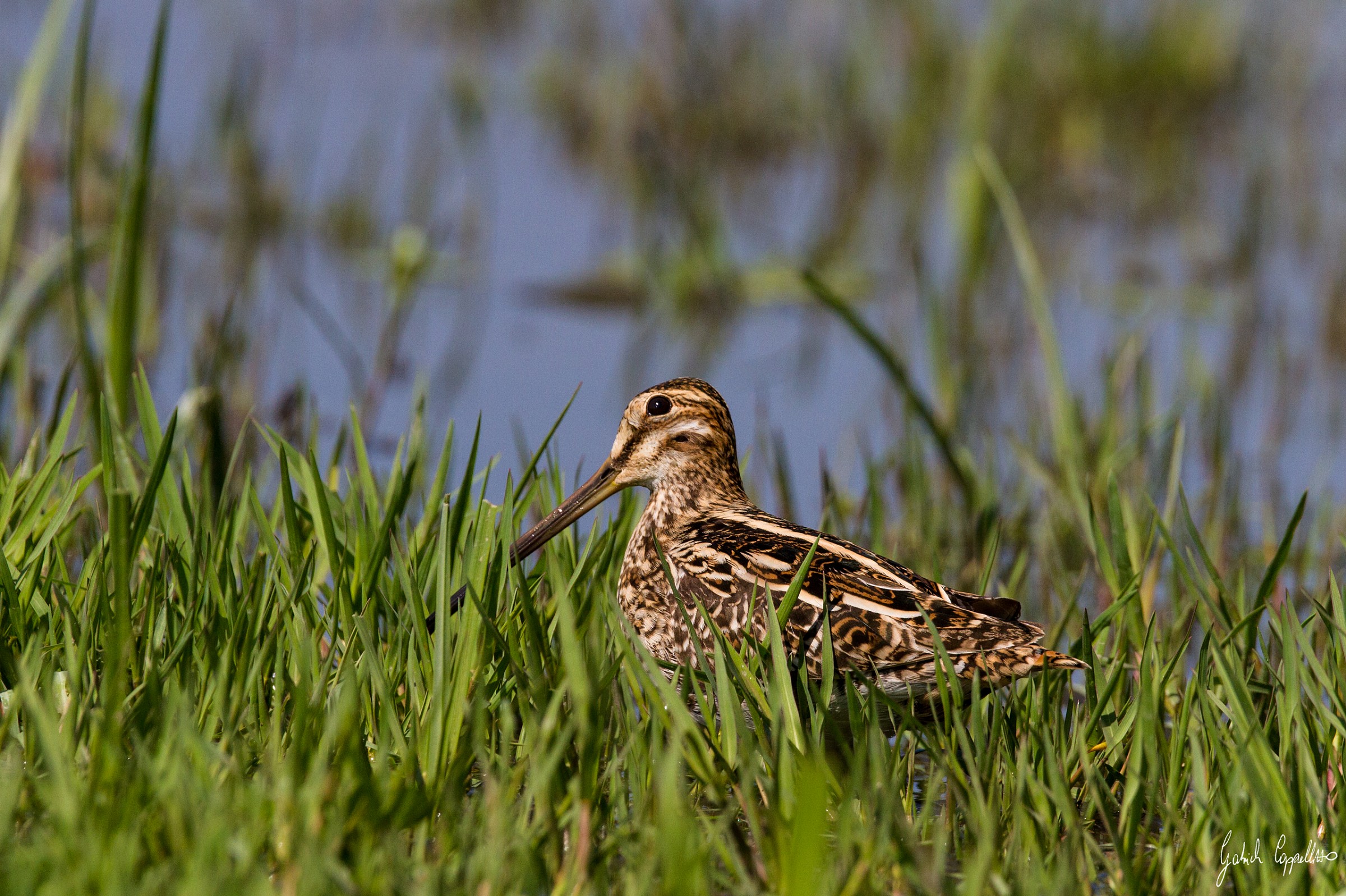 Beccaccino (Gallinago gallinago)