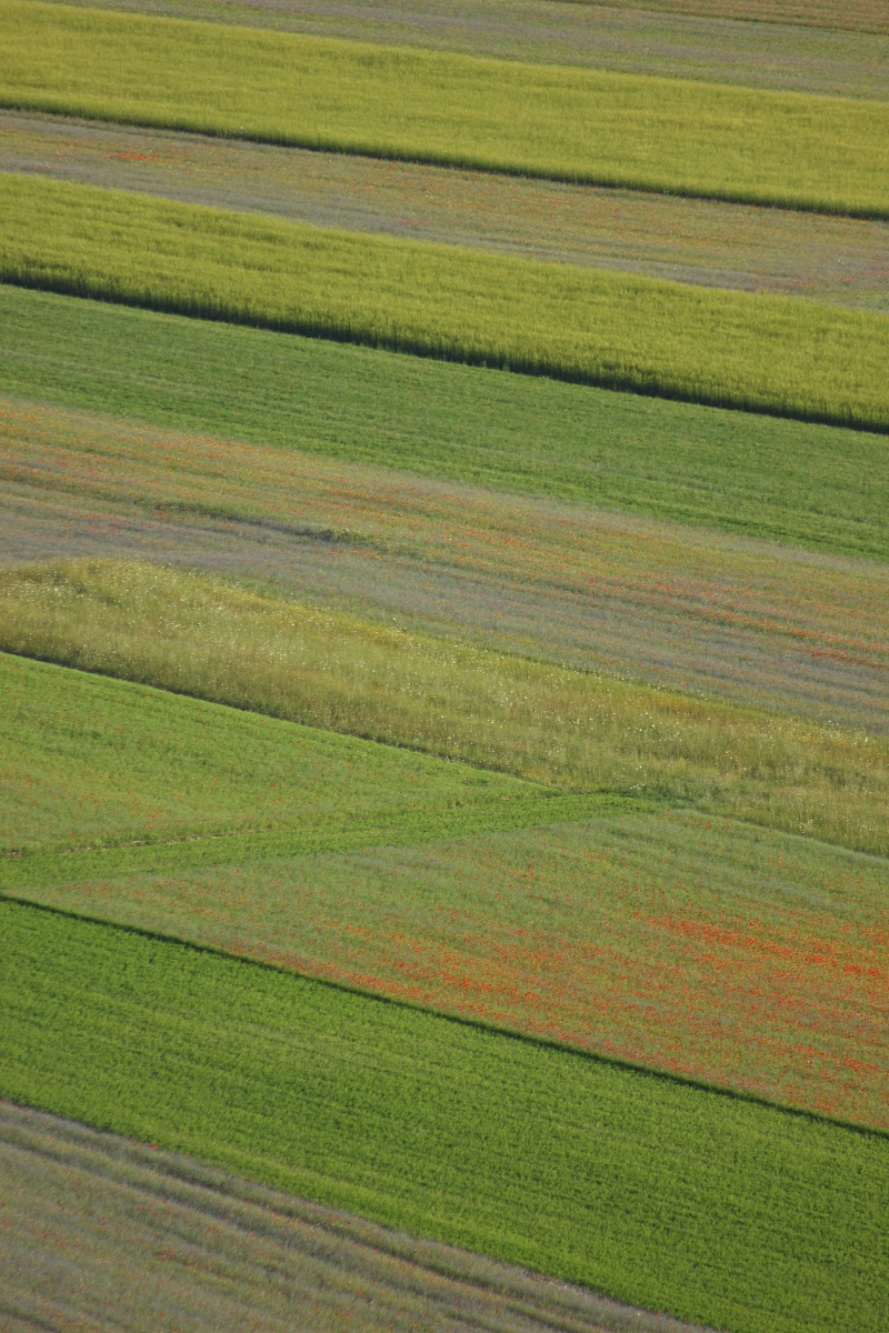 Flowery Castelluccio