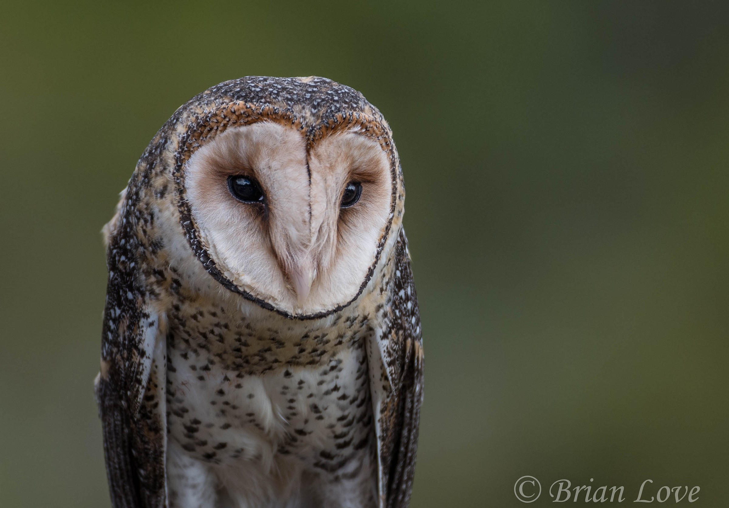 Masked Owl Portrait