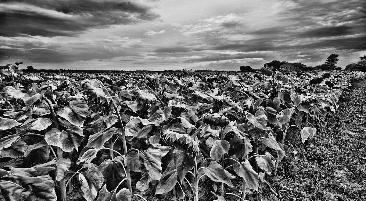 La ritirata dei girasoli