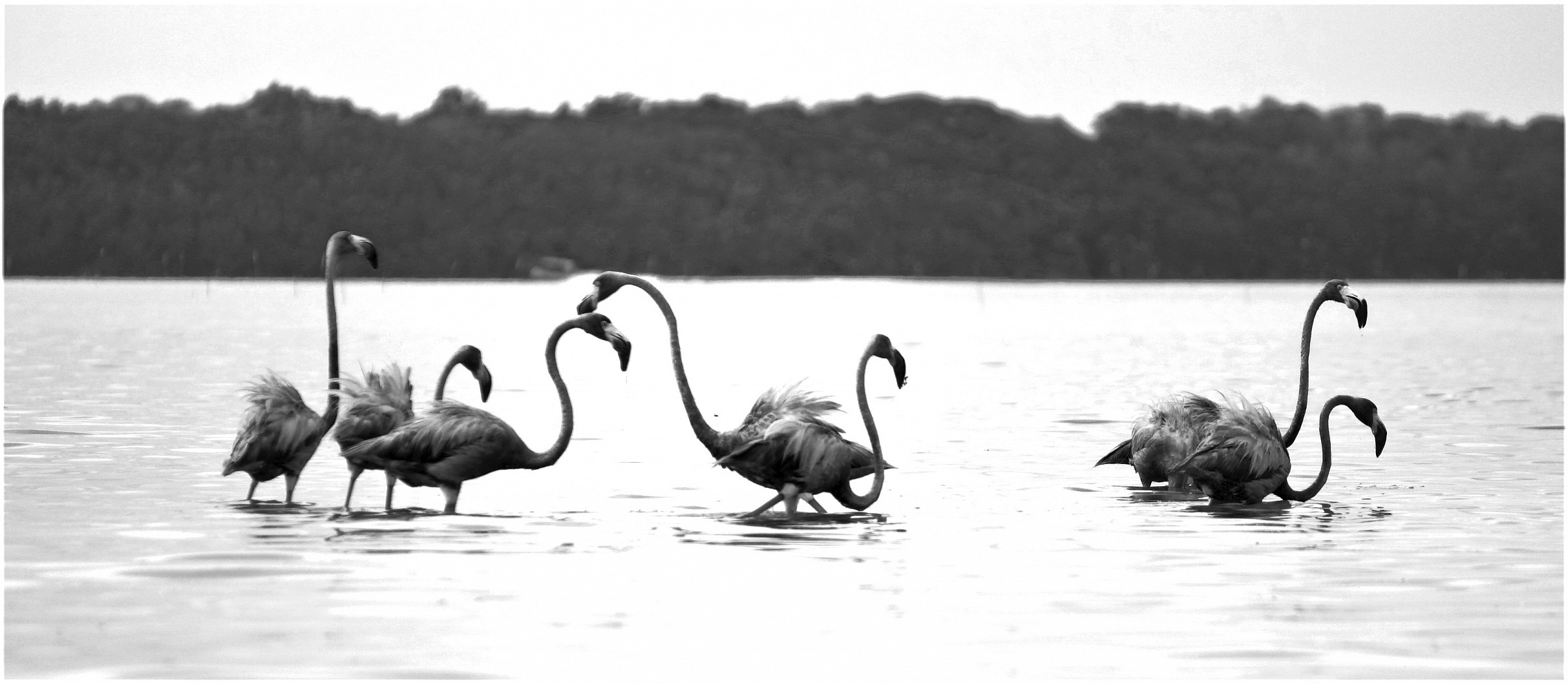 Gray Flamingos of Celestun