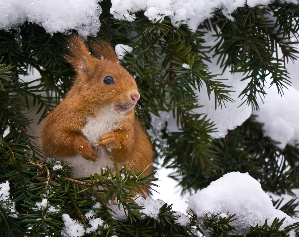 Non ci azzeccano mai con le previsioni !!