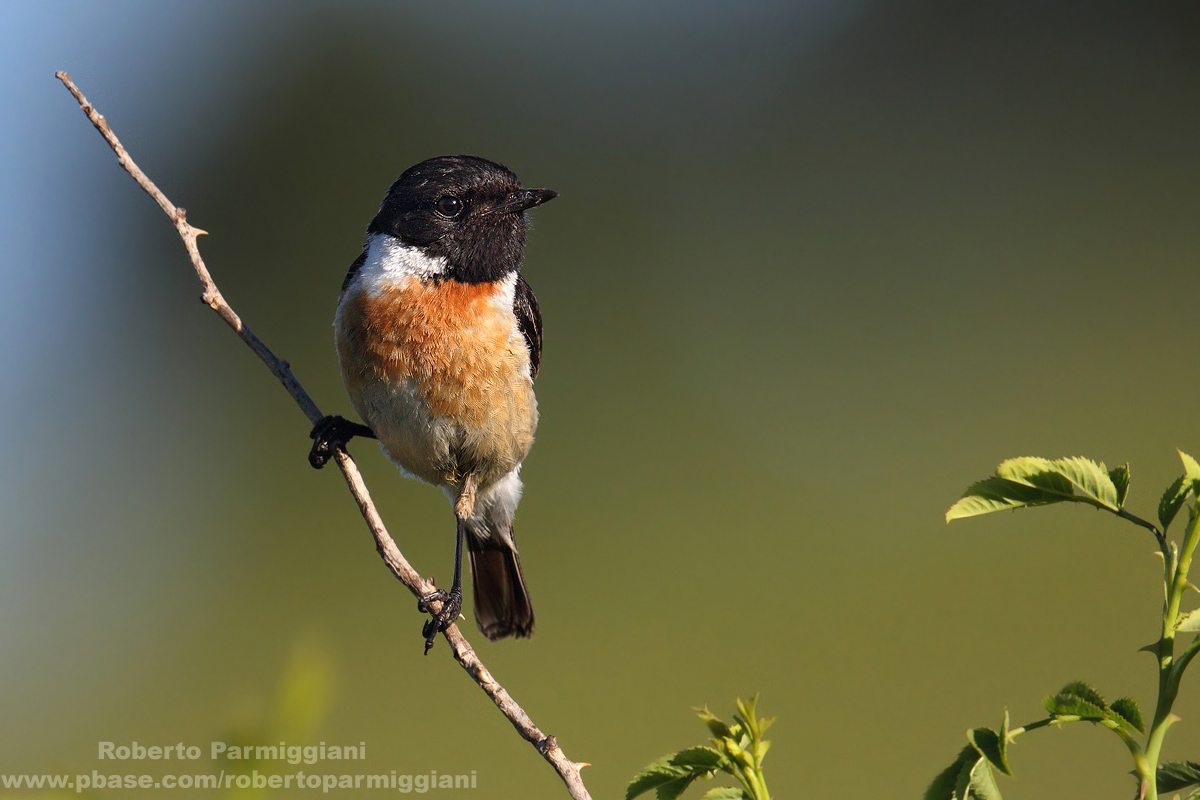 Stonechat Part II