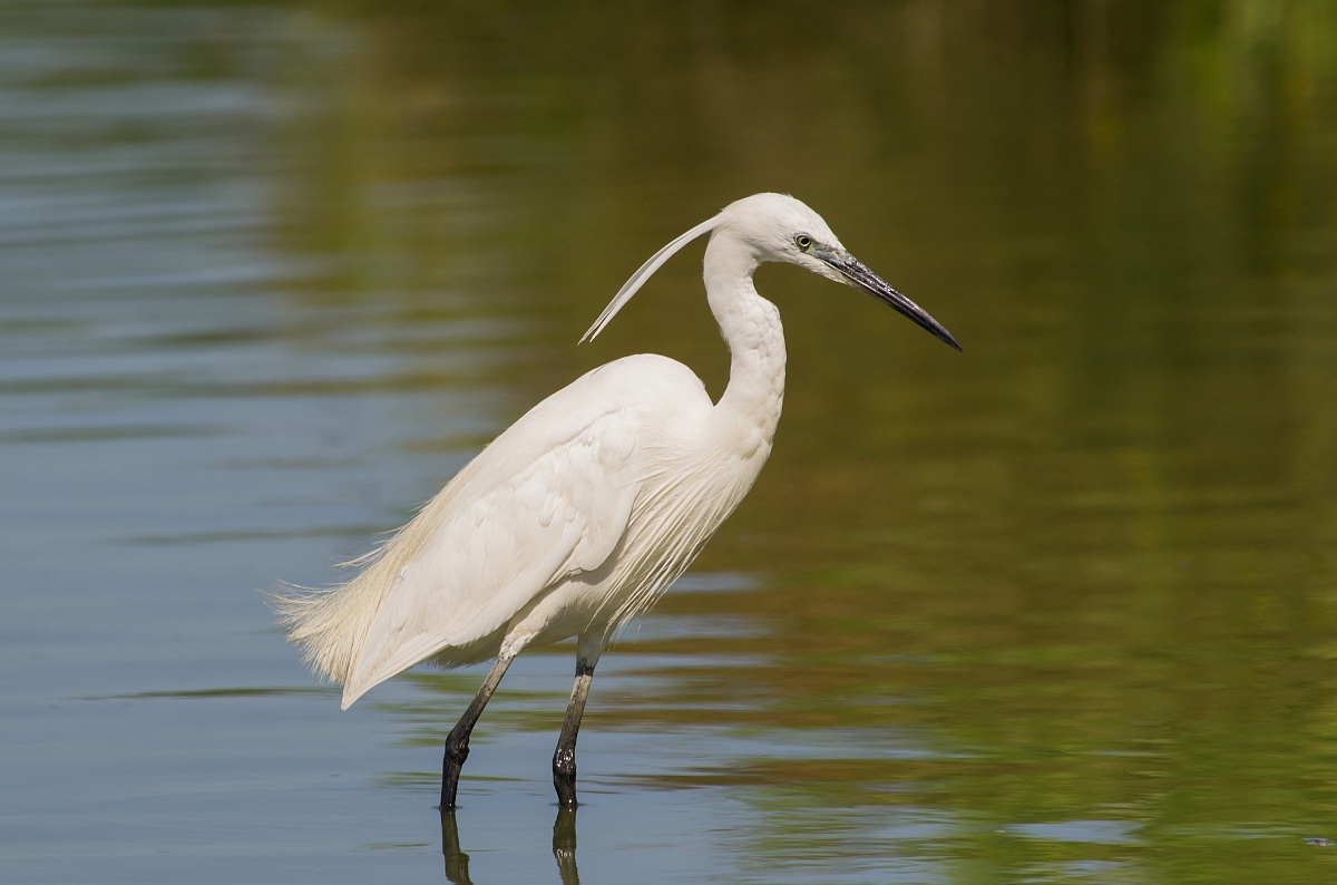 Egret