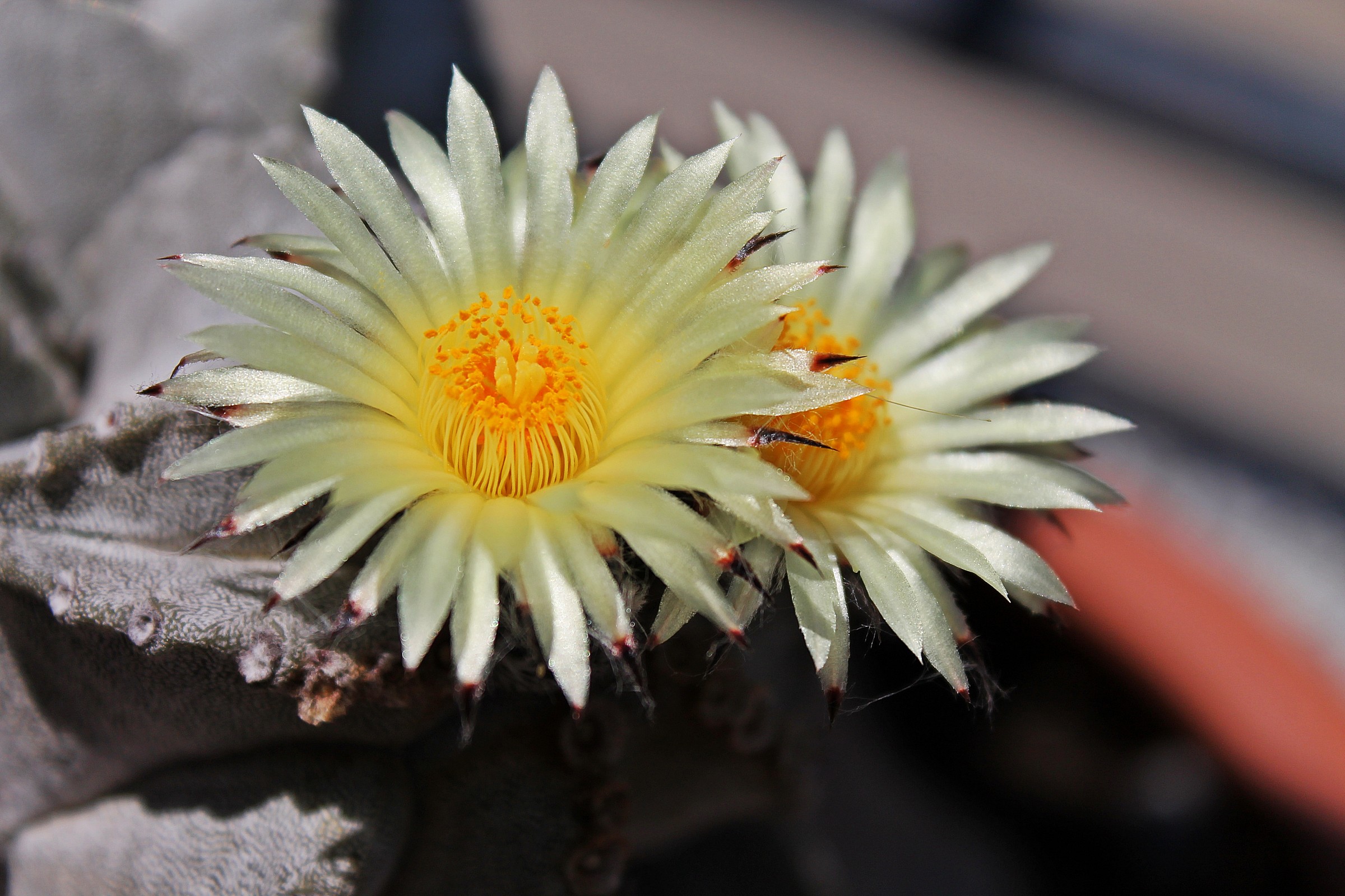 Fiori di pianta grassa