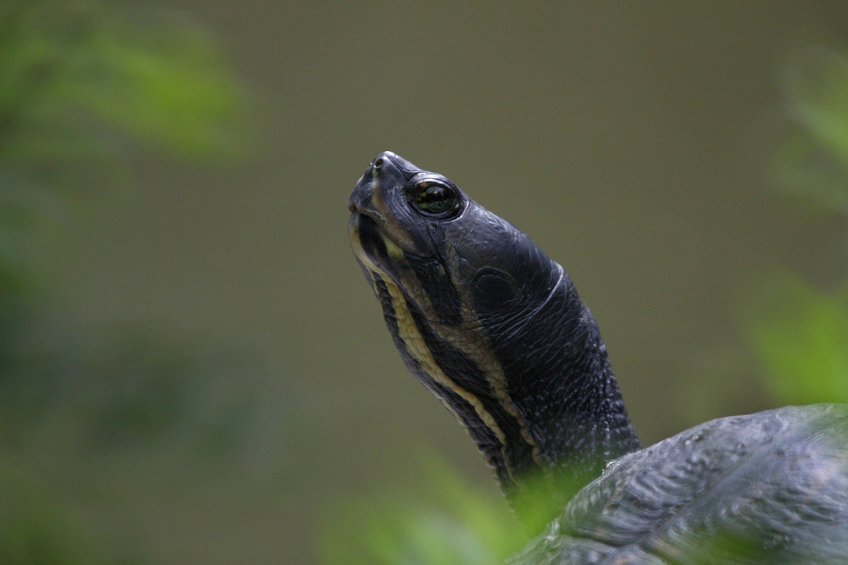 Portrait Tartarugoso