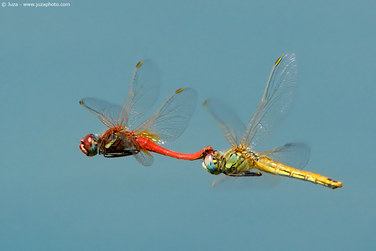 Sympetrum fonscolombei, 003079