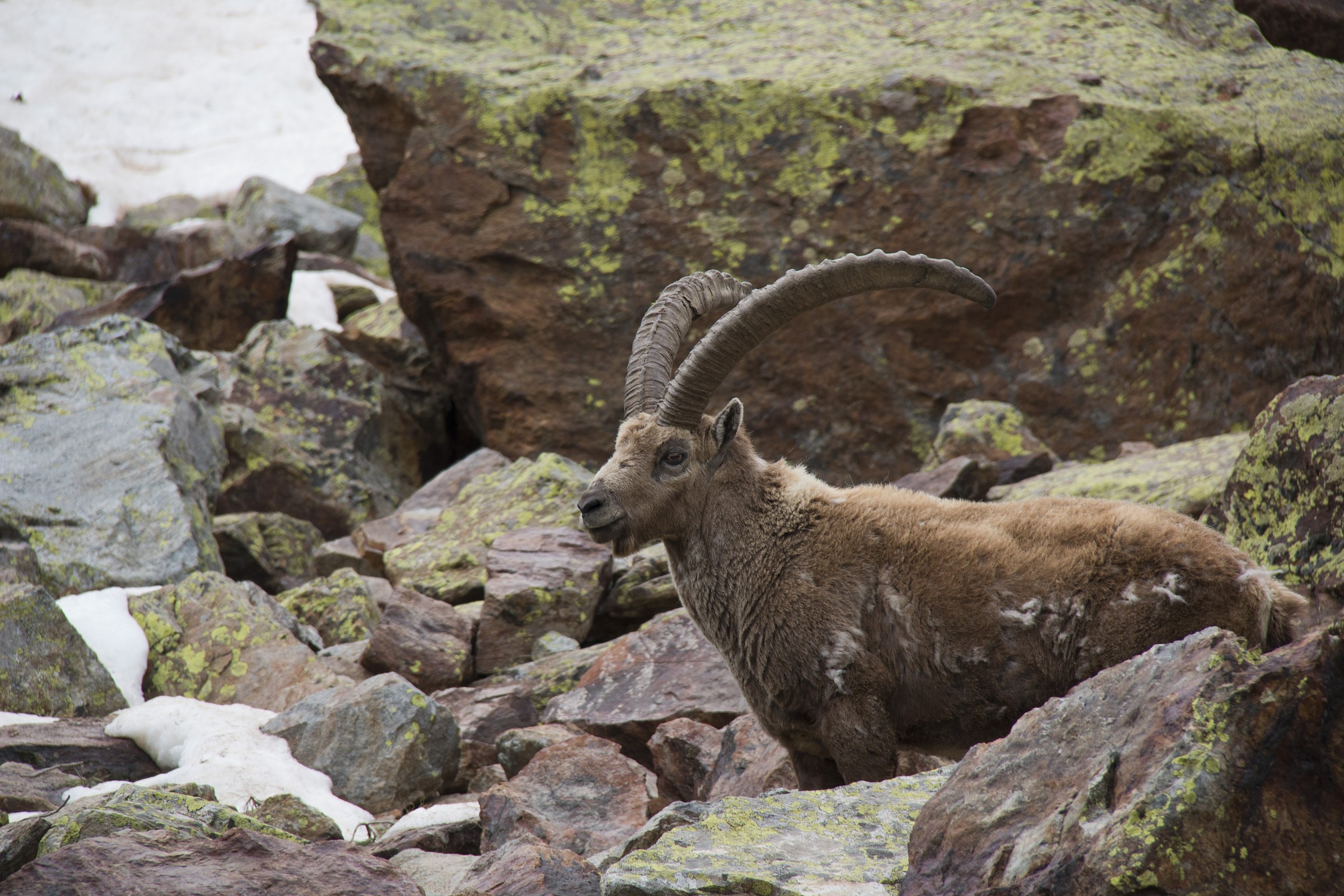 adult ibex