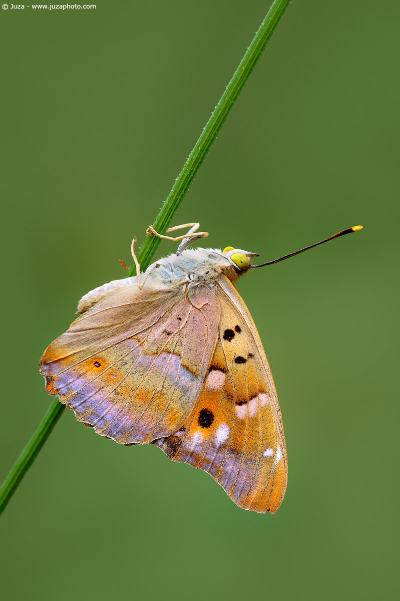 Apatura ilia, 008552