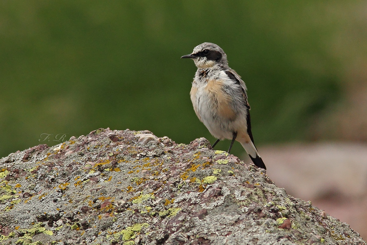 wheatear