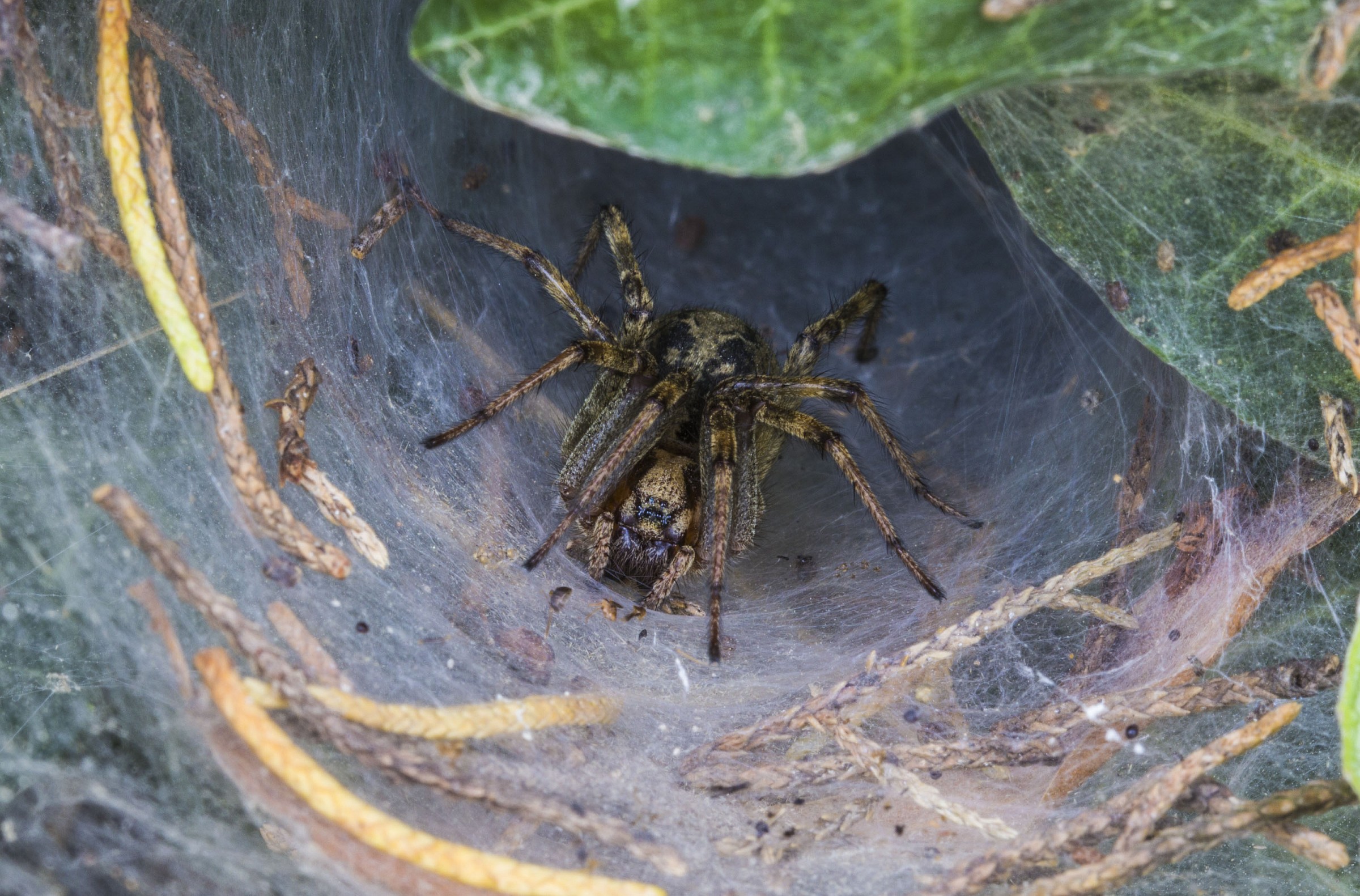 In attesa della sua preda!