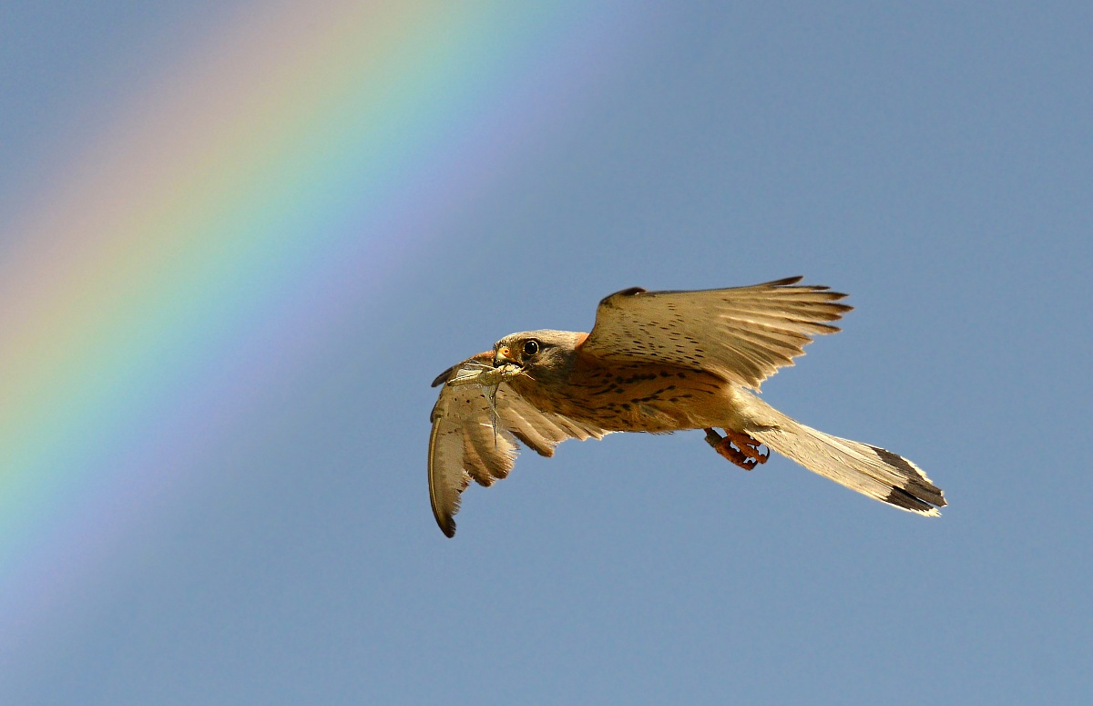 l'arcobaleno,il grillo e il grillaio