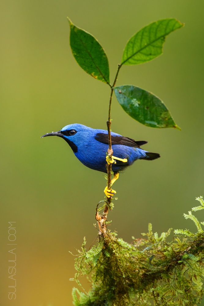 Shining Honeycreeper | Costa Rica