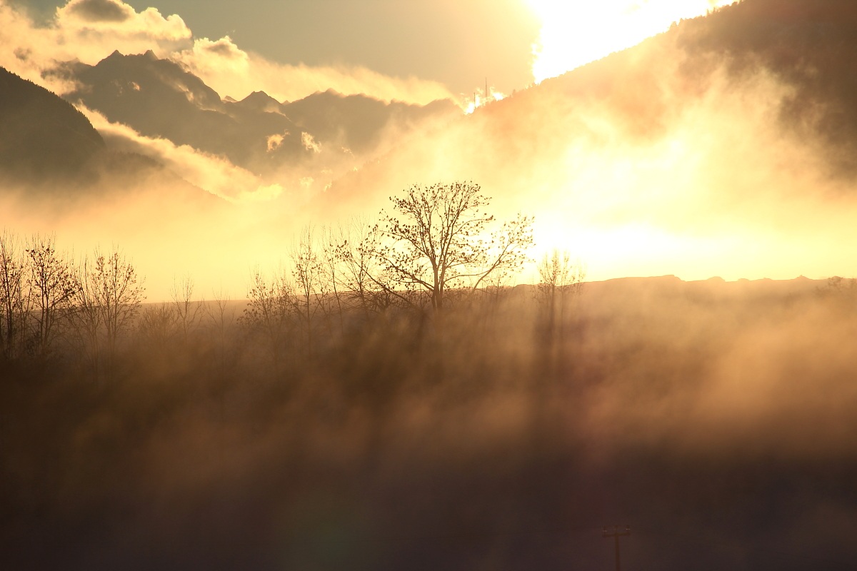 Alberello incendiato