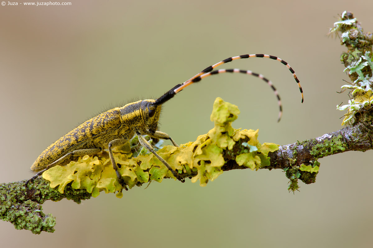 Agapanthia villosoviridescens, 010163