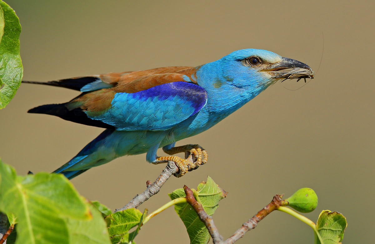 Preda con ghiandaia marina