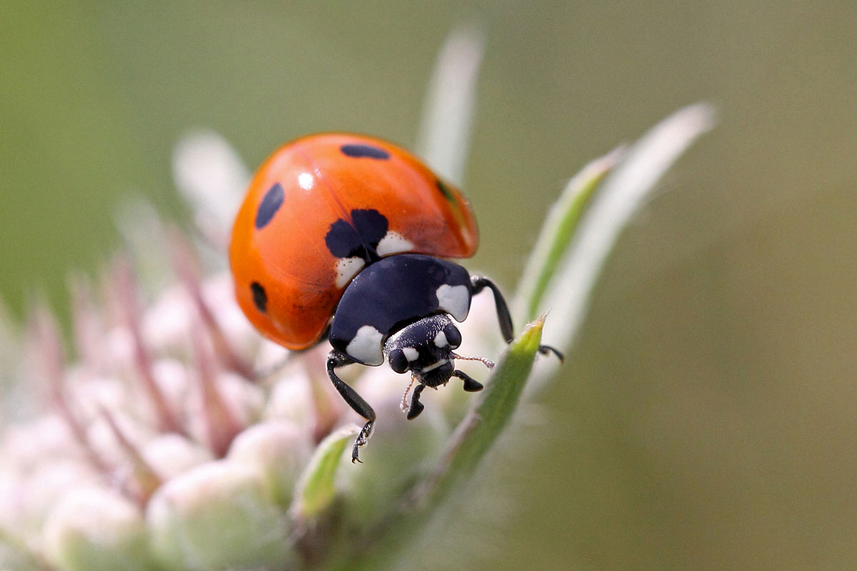 Coccinella septempunctata