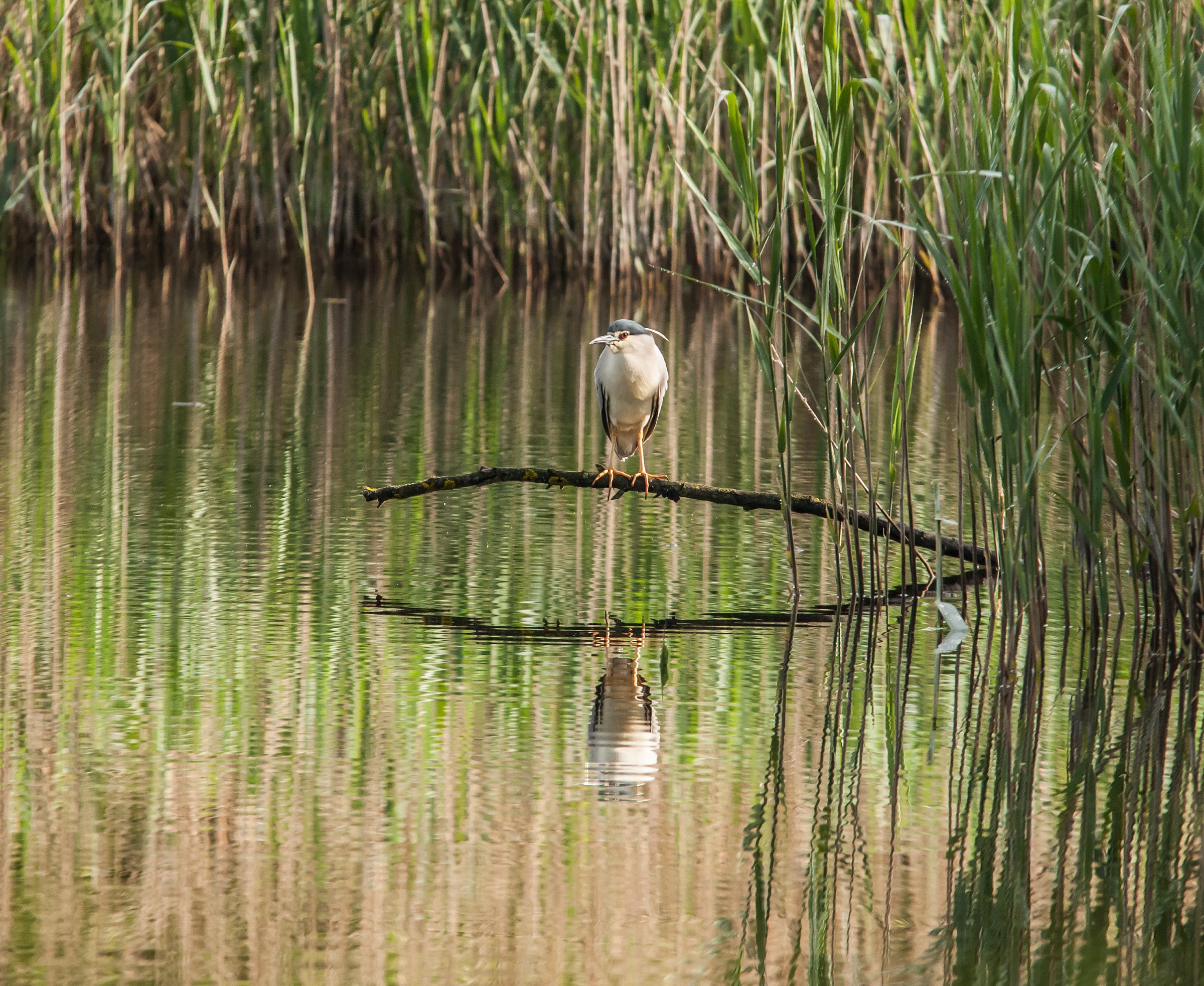 Night Heron