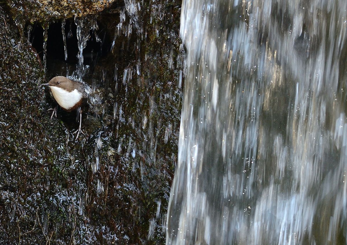 Dipper 2