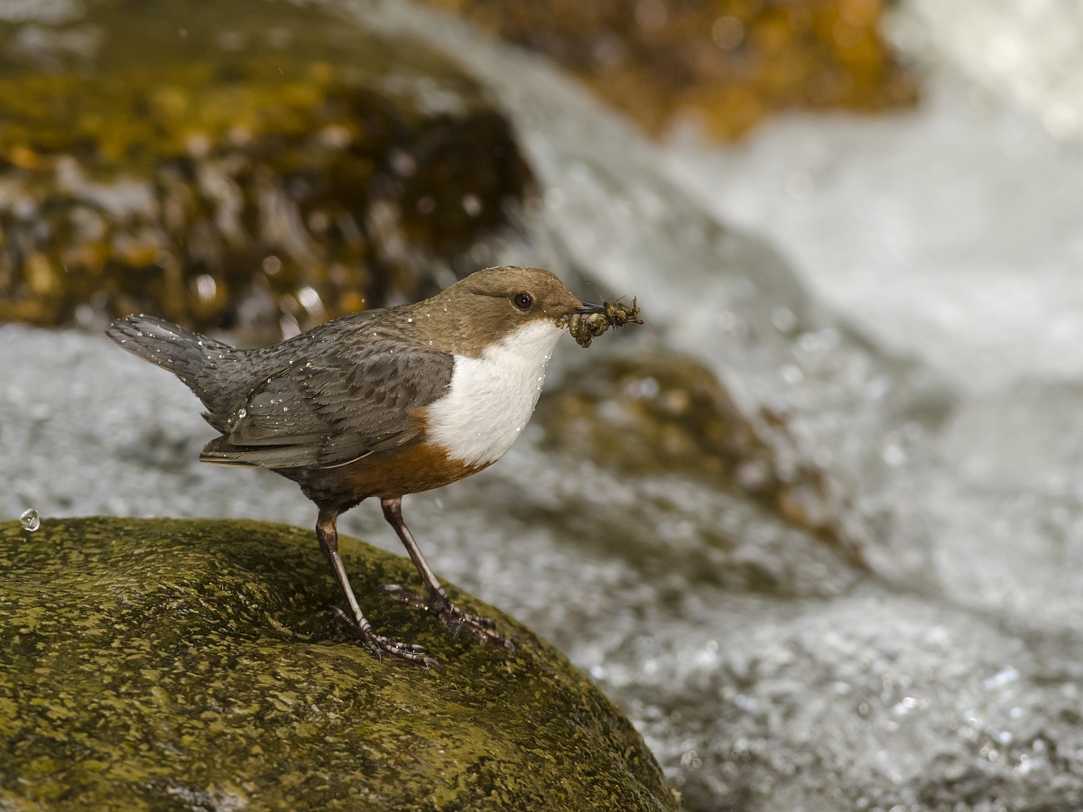 Dipper 3