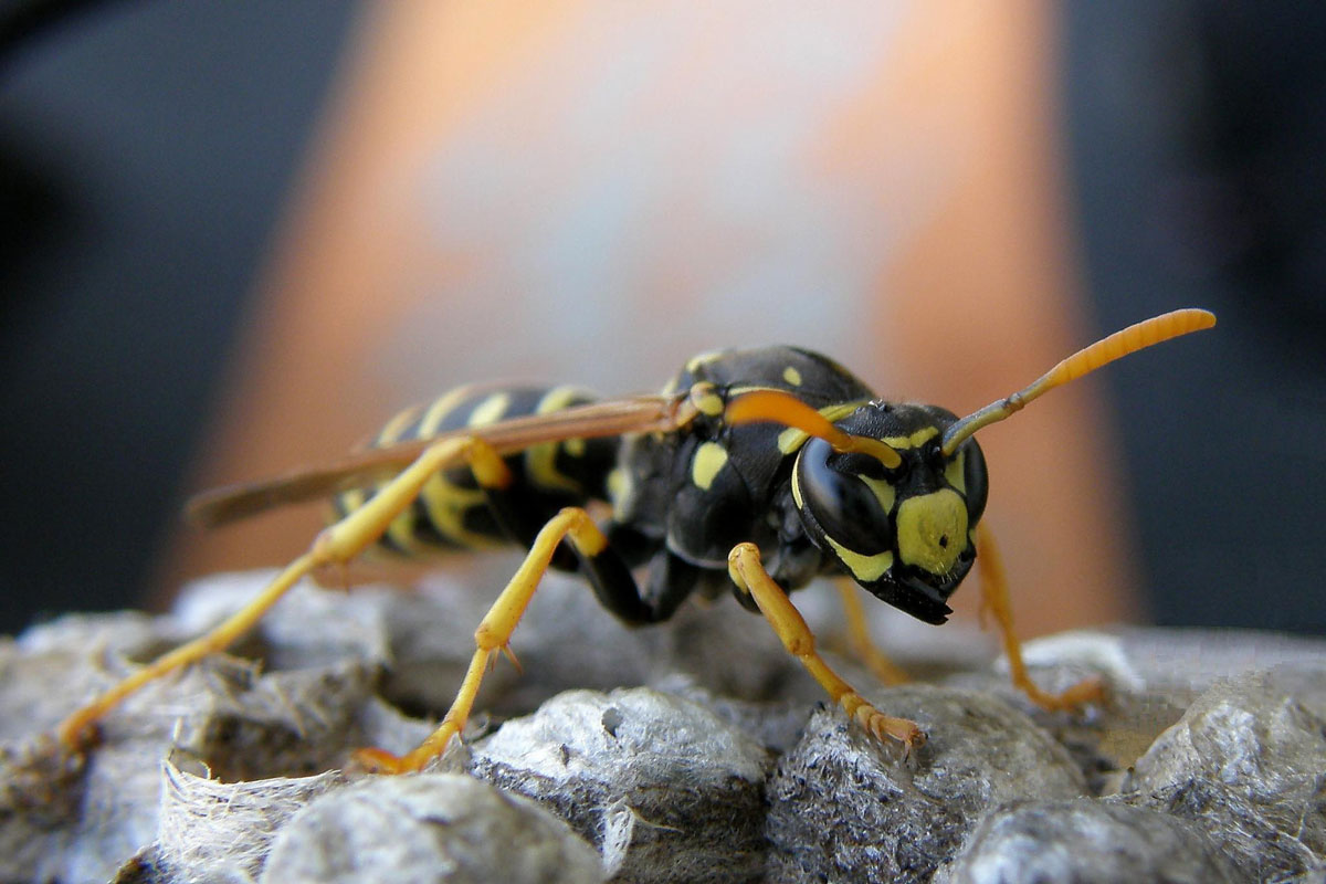 Polistes gallicus